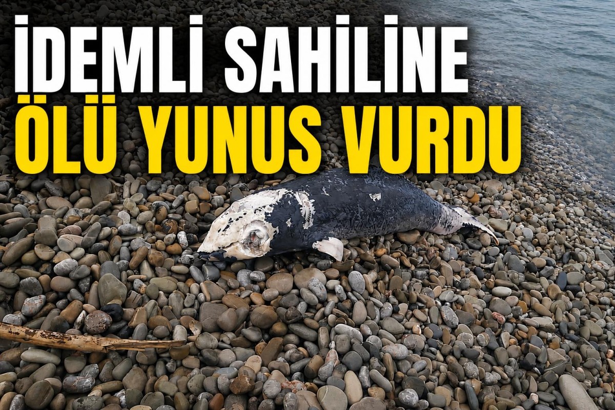 İdemli Sahiline Ölü Yunus Vurdu