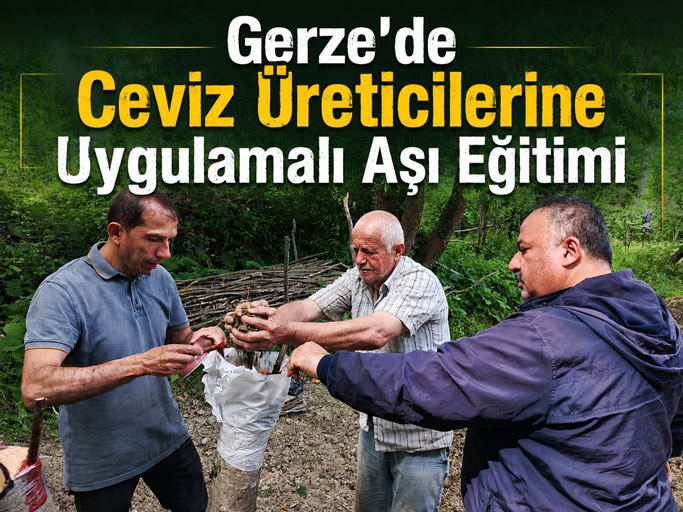 Gerze’de Ceviz Üreticilerine Kabukaltı Aşısı Eğitimi