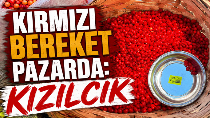 Gerze’de Kızılcık Bereketi: Kilosu 150 TL' den Alıcı Buluyor