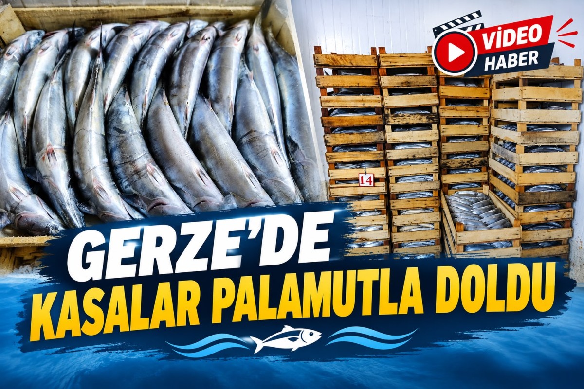 GERZE İSKELESİ’NDE PALAMUT HAREKETLİLİĞİ
