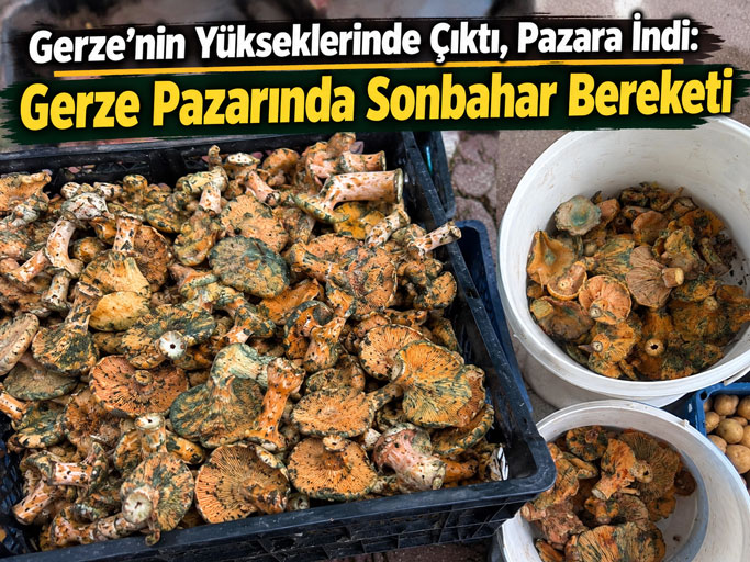 Gerze’de Kanlıca Mantarı Pazara İndi: Fiyatı 300 TL’ye Ulaştı